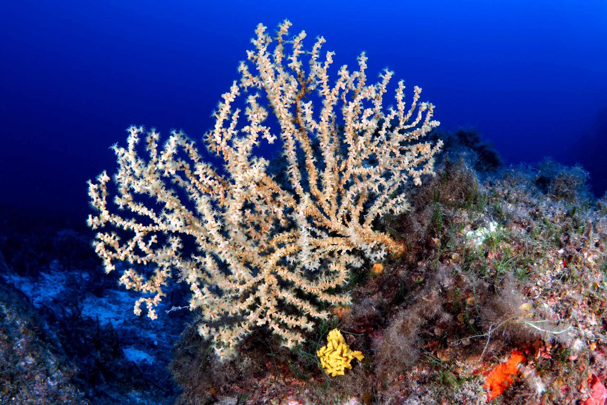coralli 2 marettimo