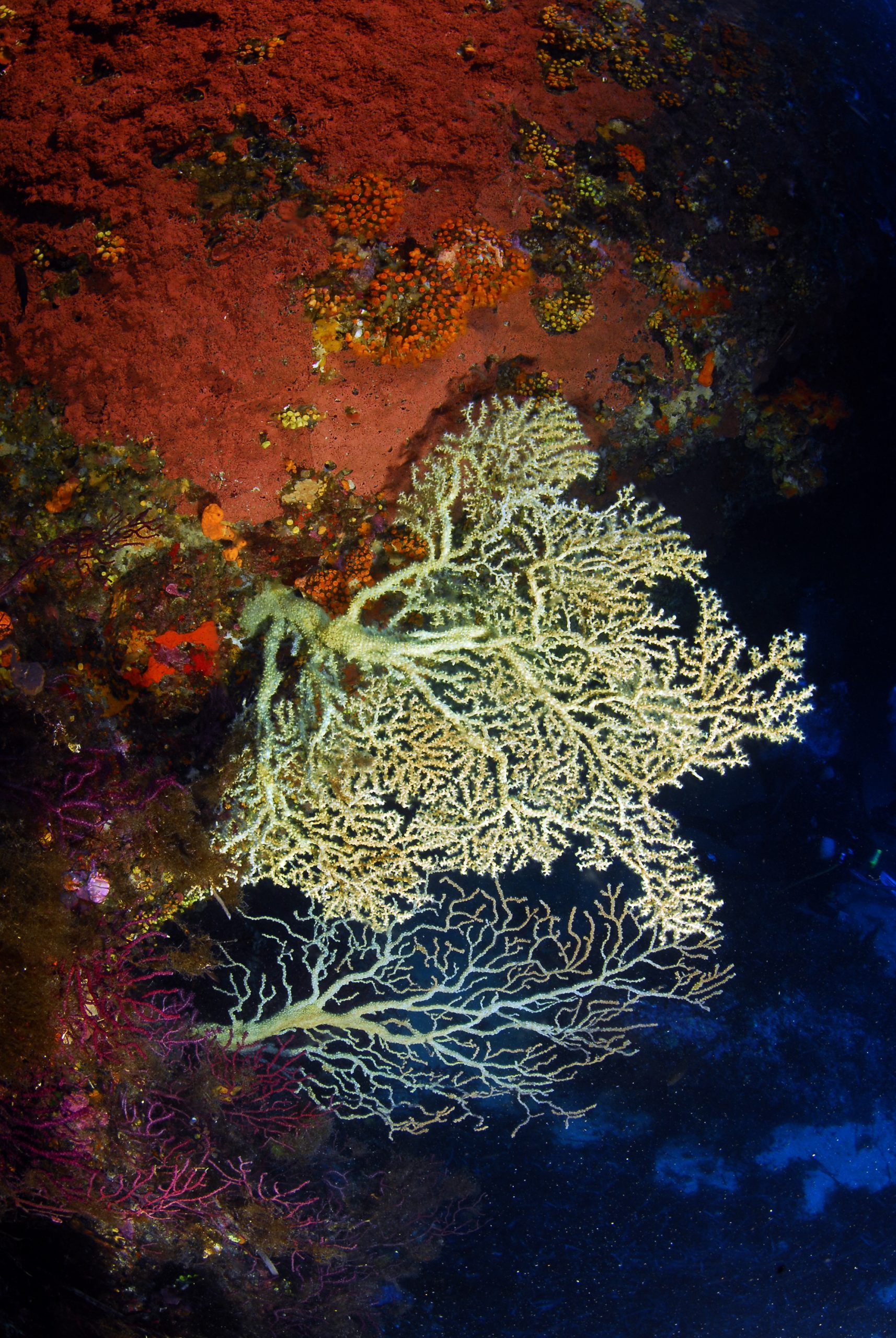 coralli 3 marettimo