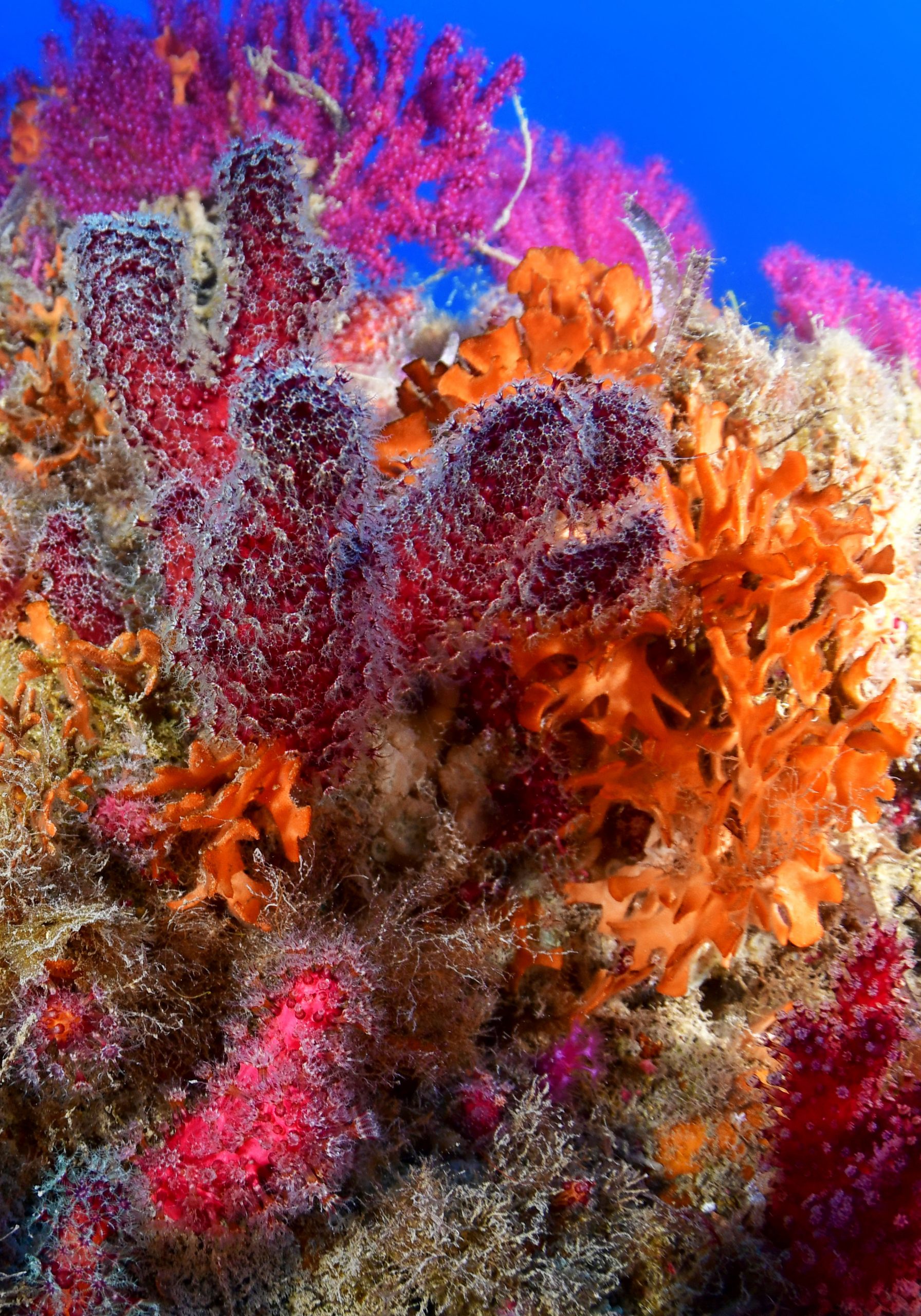 coralli