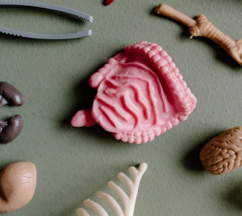 membrana intestinale